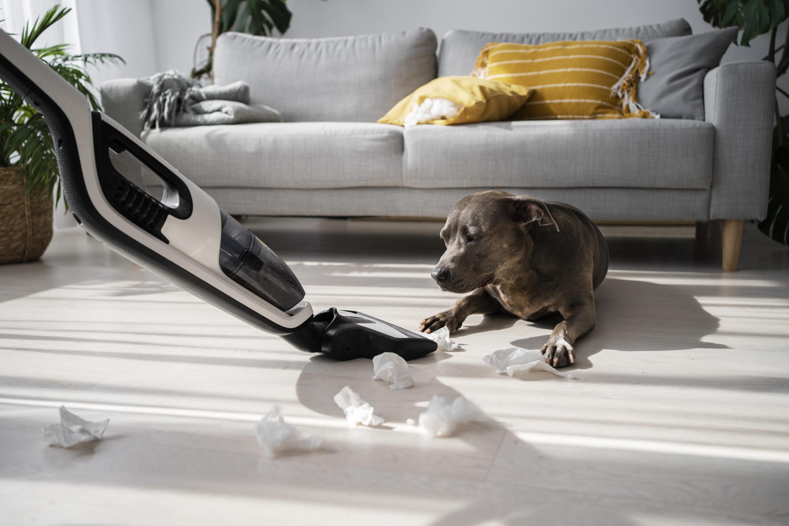 Pet Stain And Odour Removal Service